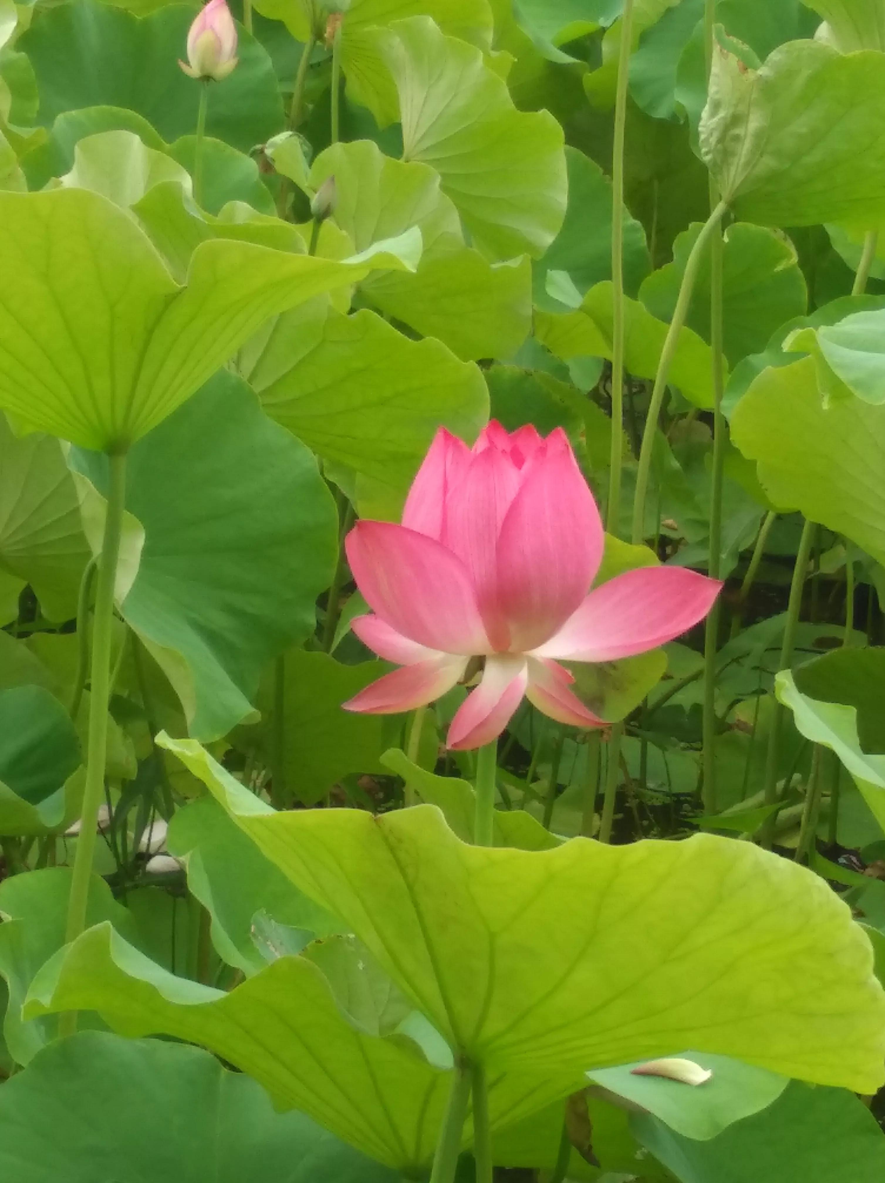 莲湖公园湖影亭,莲湖公园在哪里