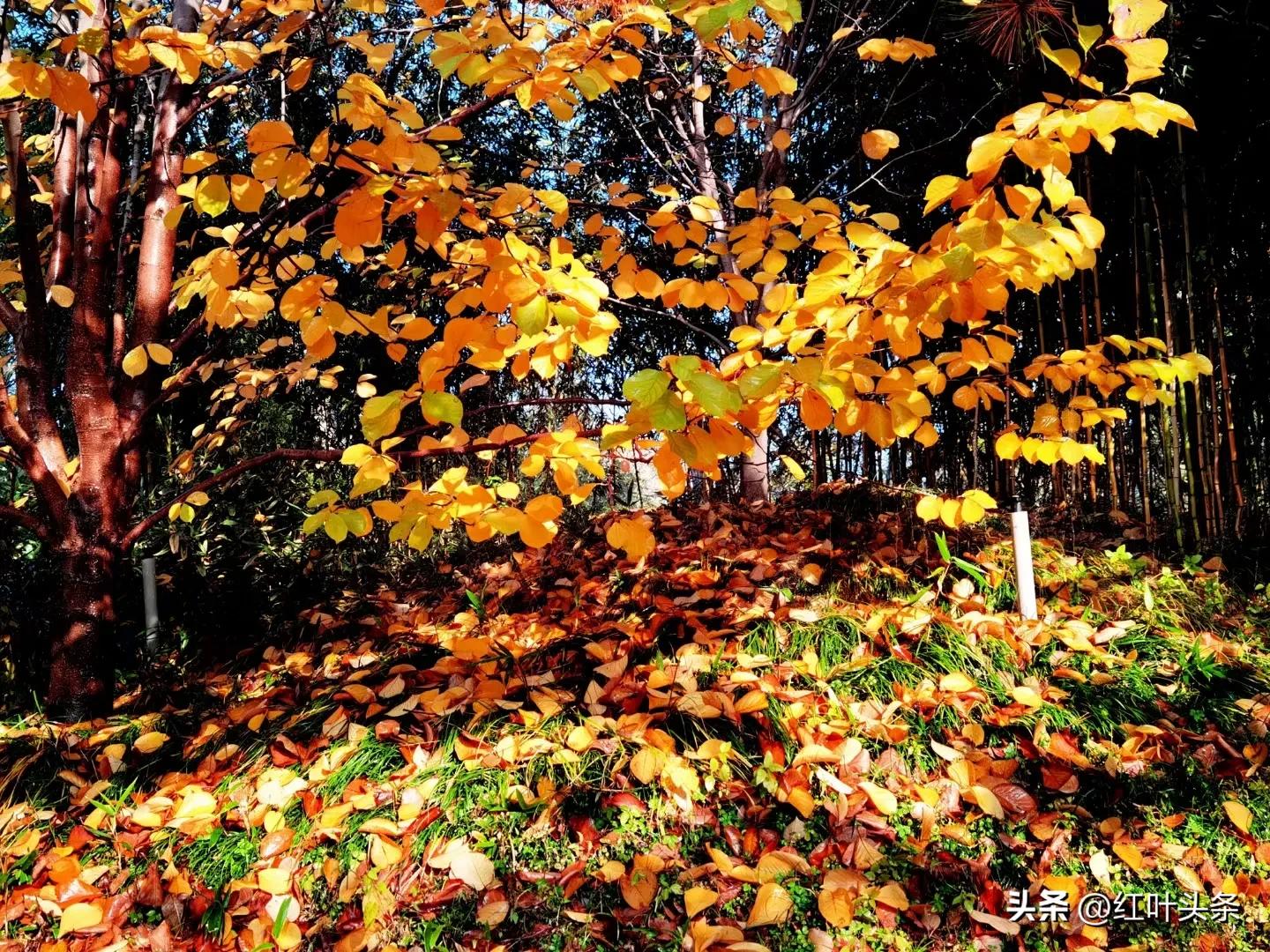 咏张学良,咏北戴河的诗词