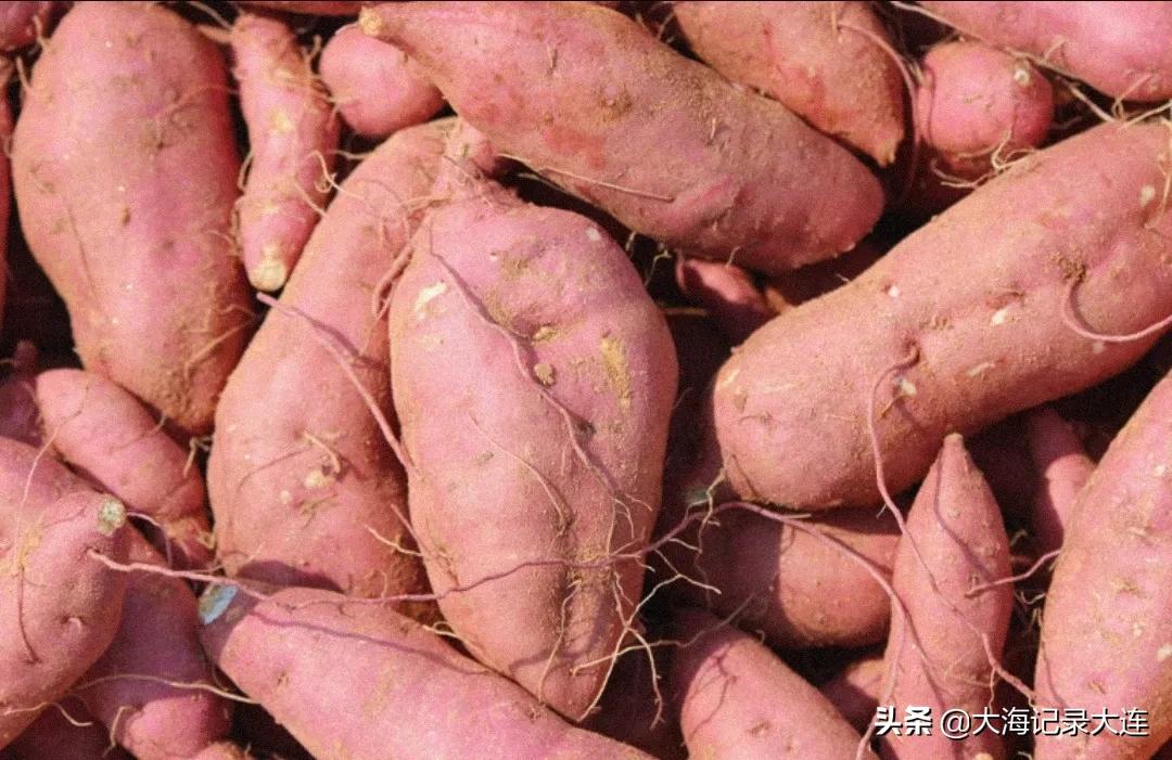 辽宁瓦房店老品种干瓤地瓜图片,瓦房店地瓜苗基地在什么位置