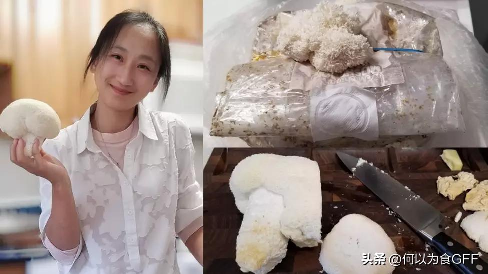 蘑菇发展史,蘑菇历史剪辑