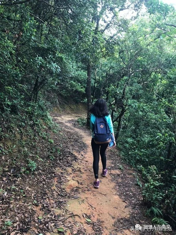 香港徒步麦理浩径全程攻略介绍,香港狮子山徒步攻略