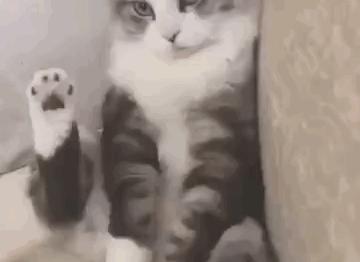 猫咪身上有个神奇的开关,猫咪身上的神秘开关