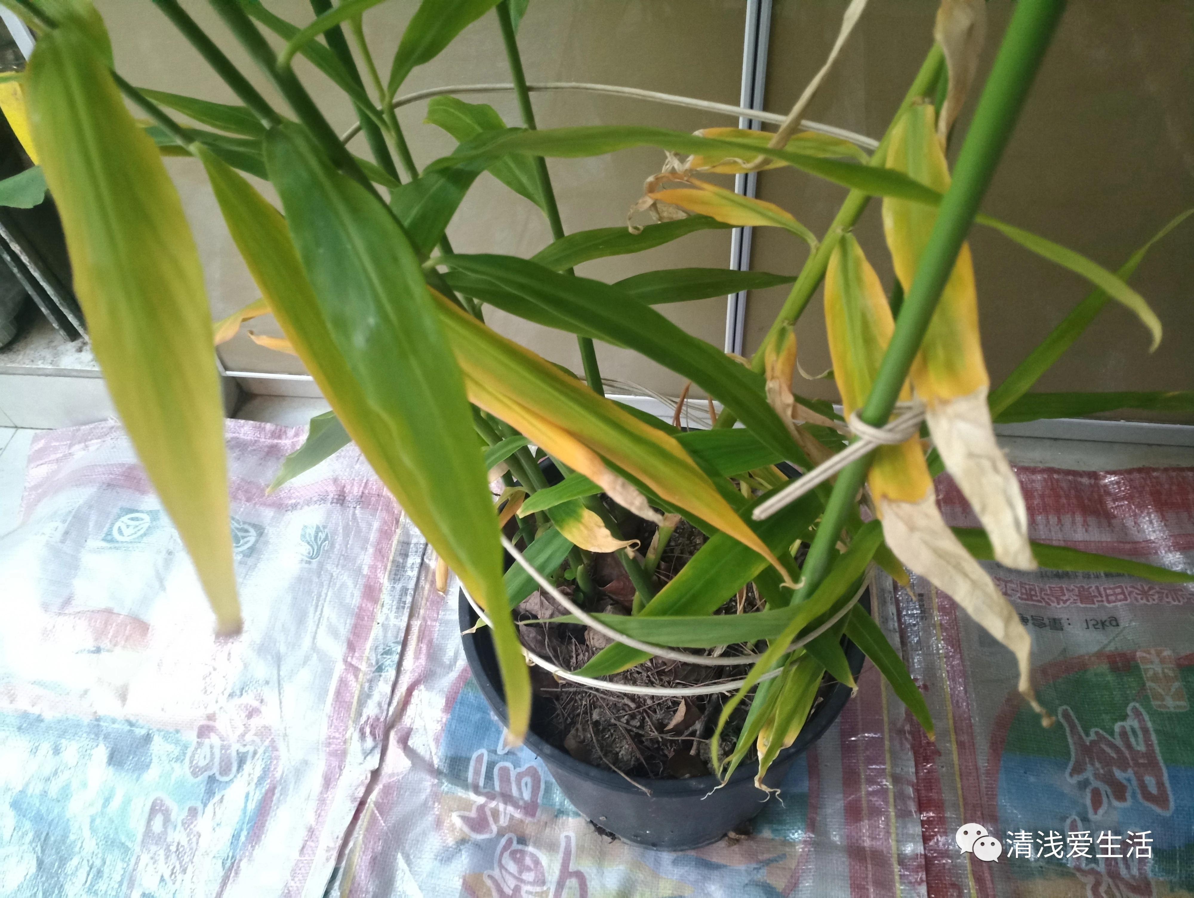 家庭阳台生姜种植方法,家庭阳台种植生姜的方法与时间