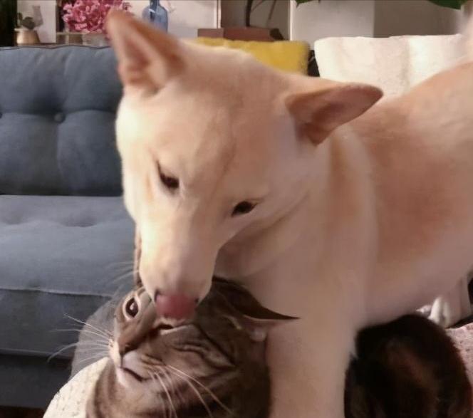 养狗冷知识二哈,两个月狗狗一直舔尿道口