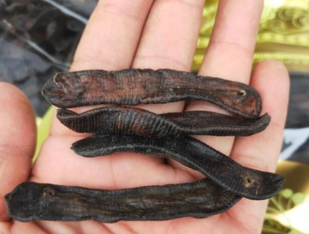 如果水蛭吸到了人物会怎么样,如果水蛭进了身体吃什么药