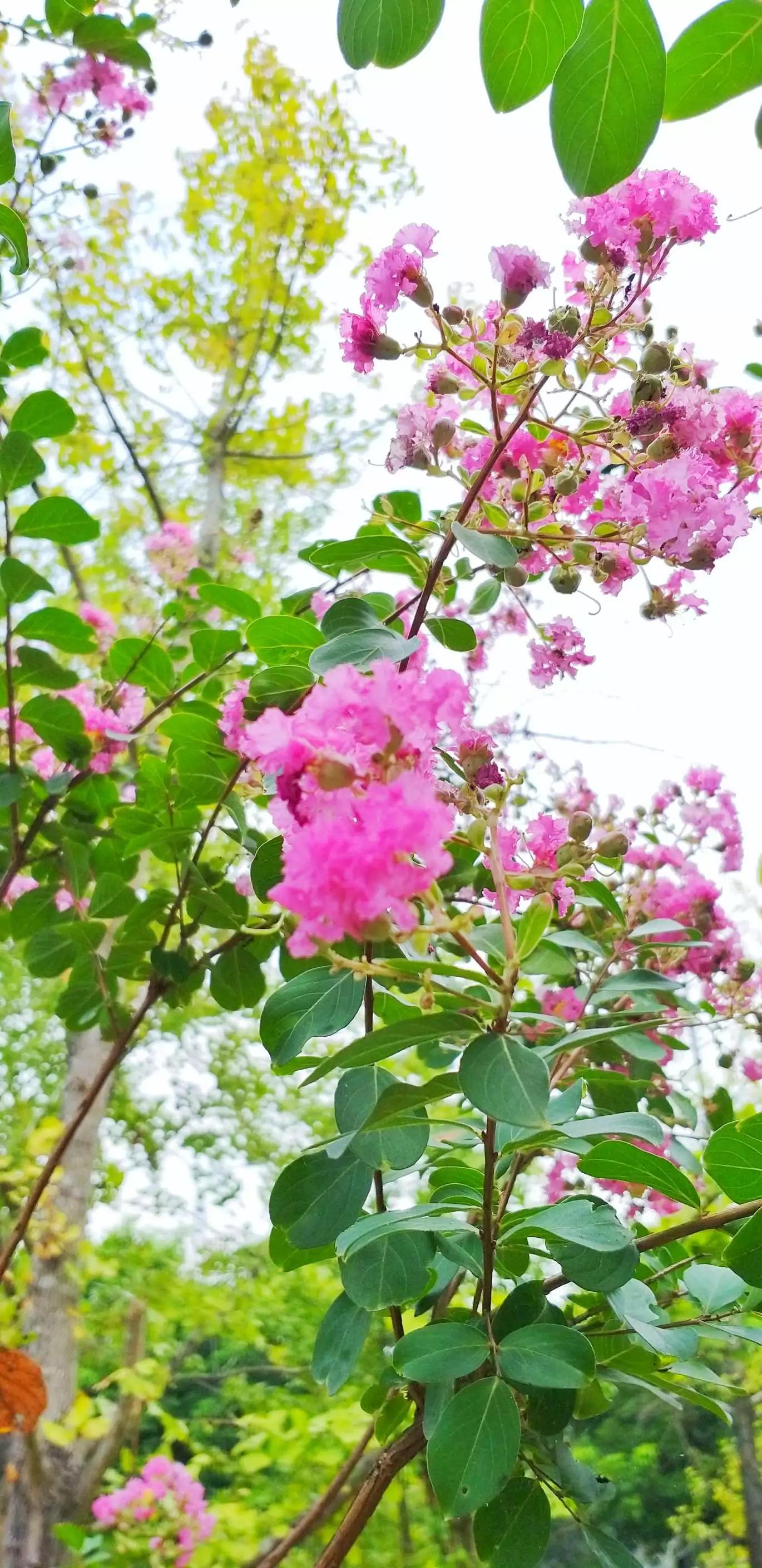 认识各种花的花名,认识各种花的名称