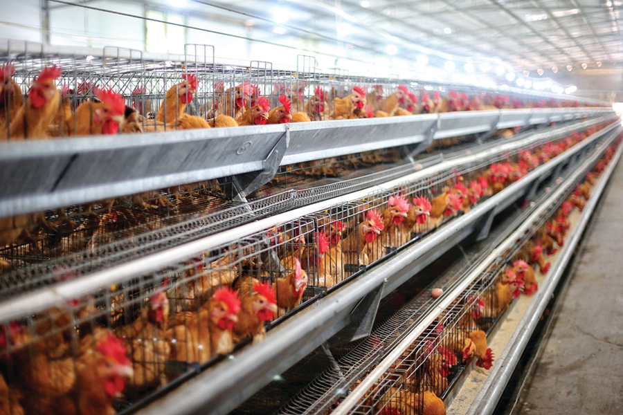 做强“鸡品牌”！博罗乌坭湖“鸡咕咕”年产值超7亿元