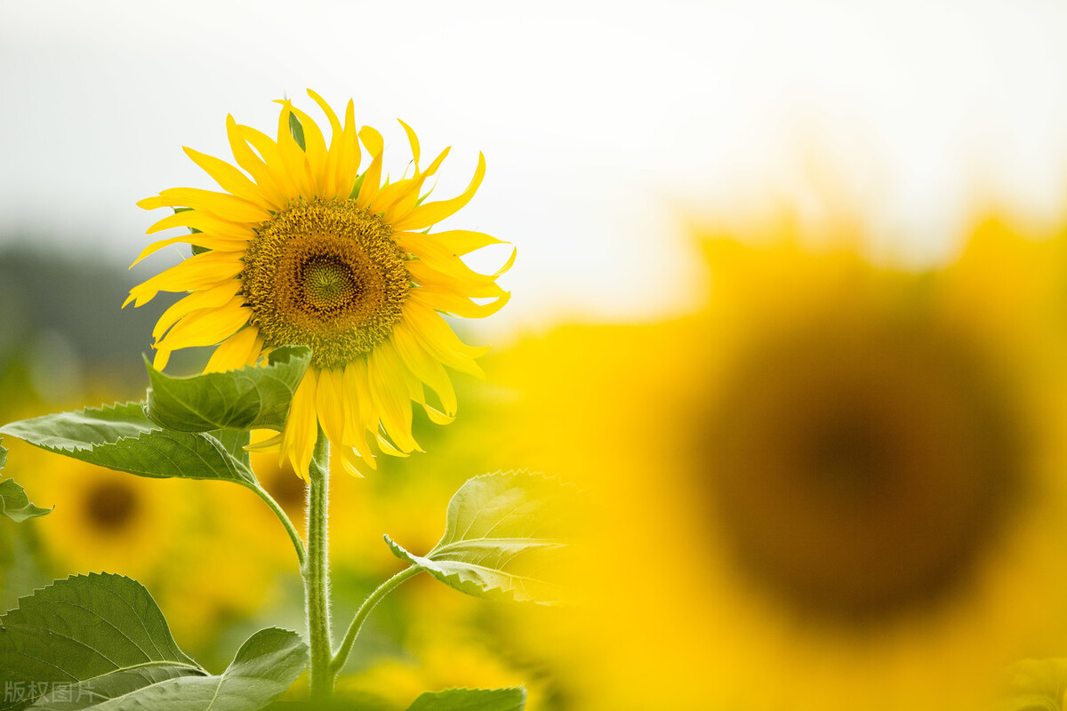 心累做什么可以治愈,心里苦如何克服