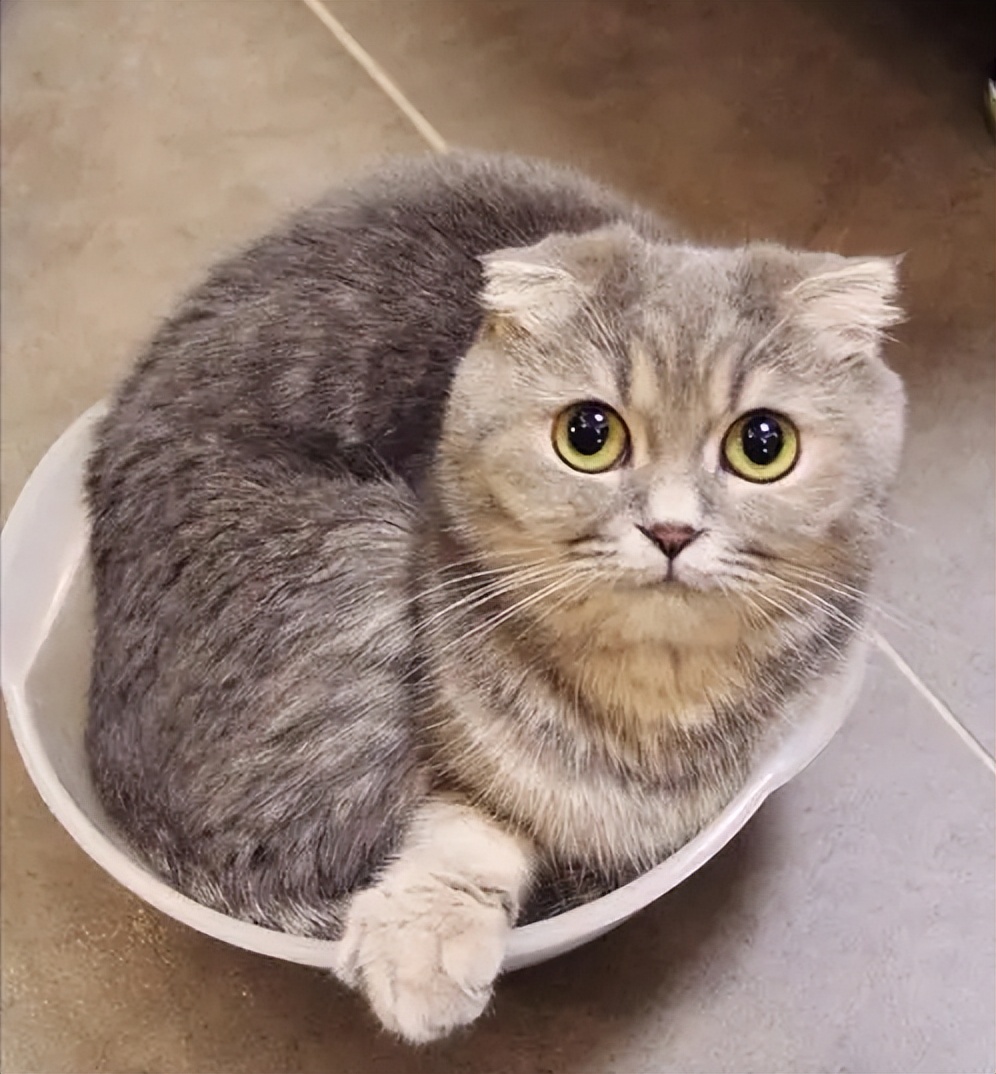 最难打理的猫咪排行,一只最难养的猫咪