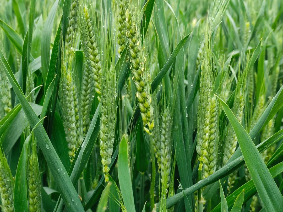 古代现代，古人今人，都只是长江做过的梦，来来去去丨周末读诗