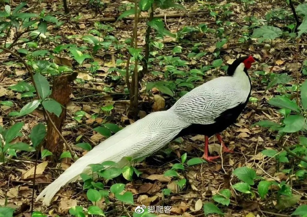 自然保护区志愿者申请,生态文化保护志愿者招募