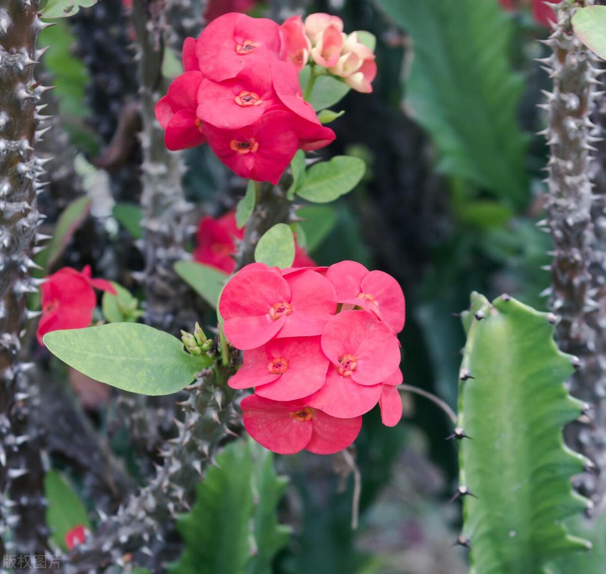 虎刺梅花苗为什么叶子发黄也不长,虎刺梅叶子发黄补救办法复合肥