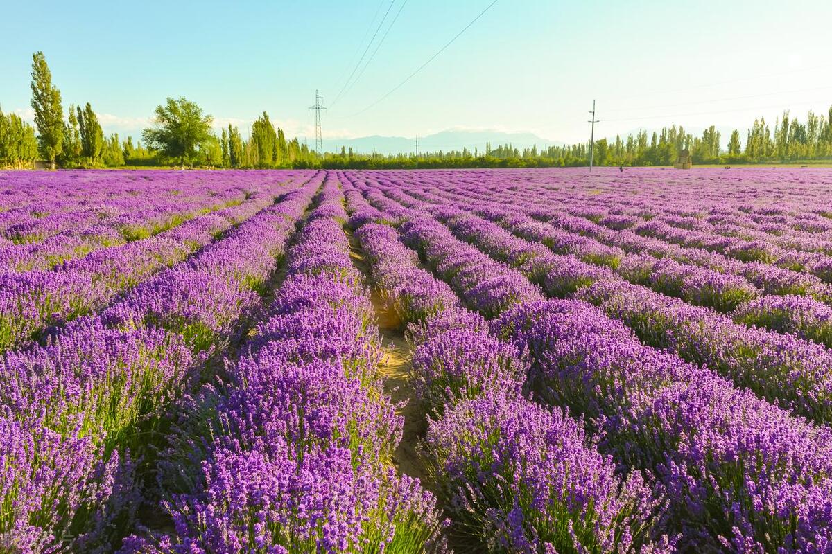 伊宁客运站到解忧公主熏衣草园,解忧公主薰衣草庄园照片