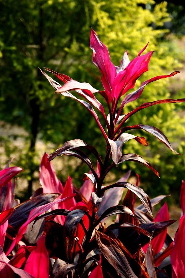 富贵竹养单不养双有这一说法吗,为什么富贵竹不可以乱养