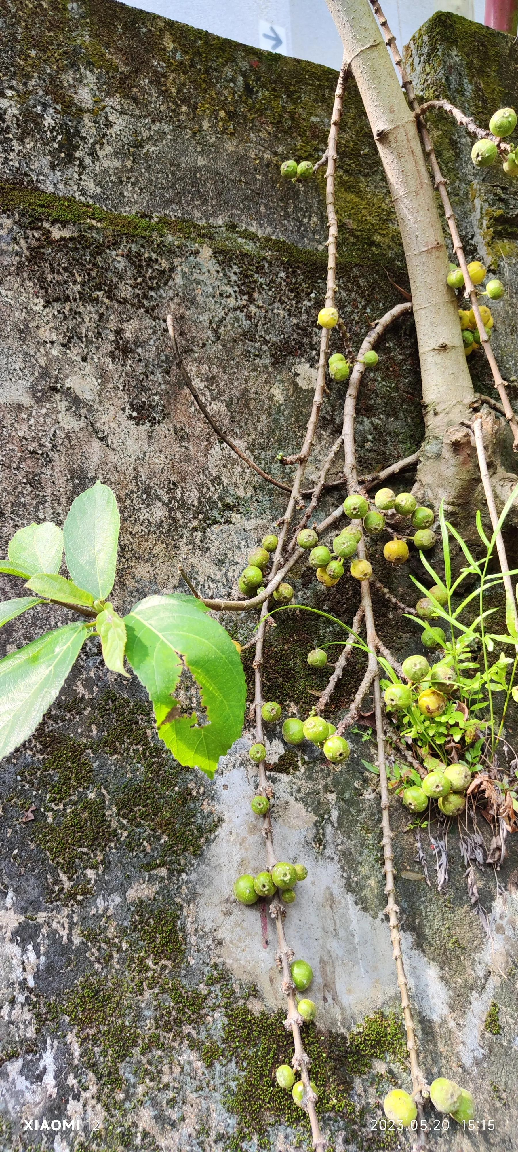 香港大围自由行，重点关注了药品、肉菜以及免税店里香烟的行情