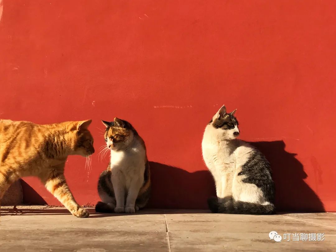 iphone7拍照较其他手机的优势,iphone7与其他手机对比图