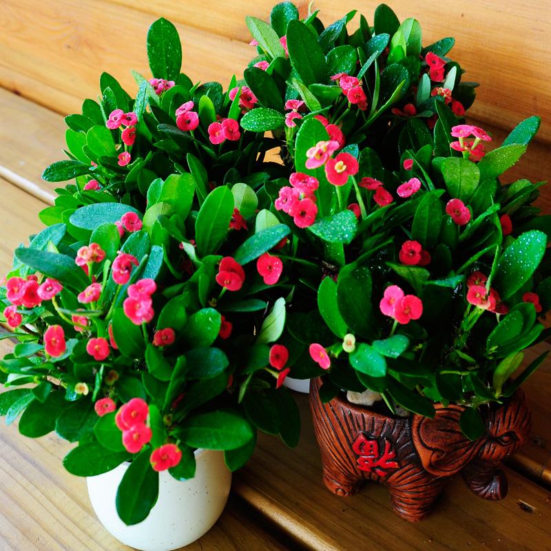 20种大毒花你家里养了吗,4种大毒花家里经常养