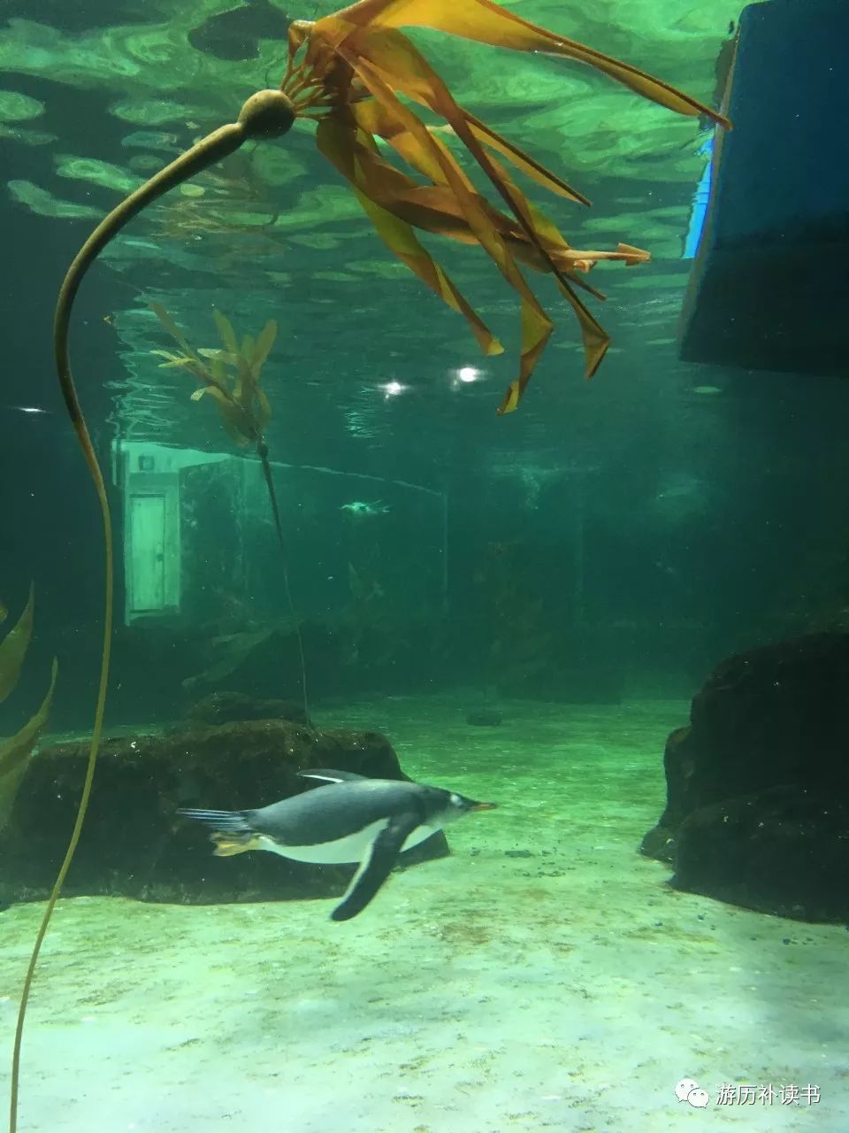 澳大利亚印象(代小结)——澳大利亚行记7