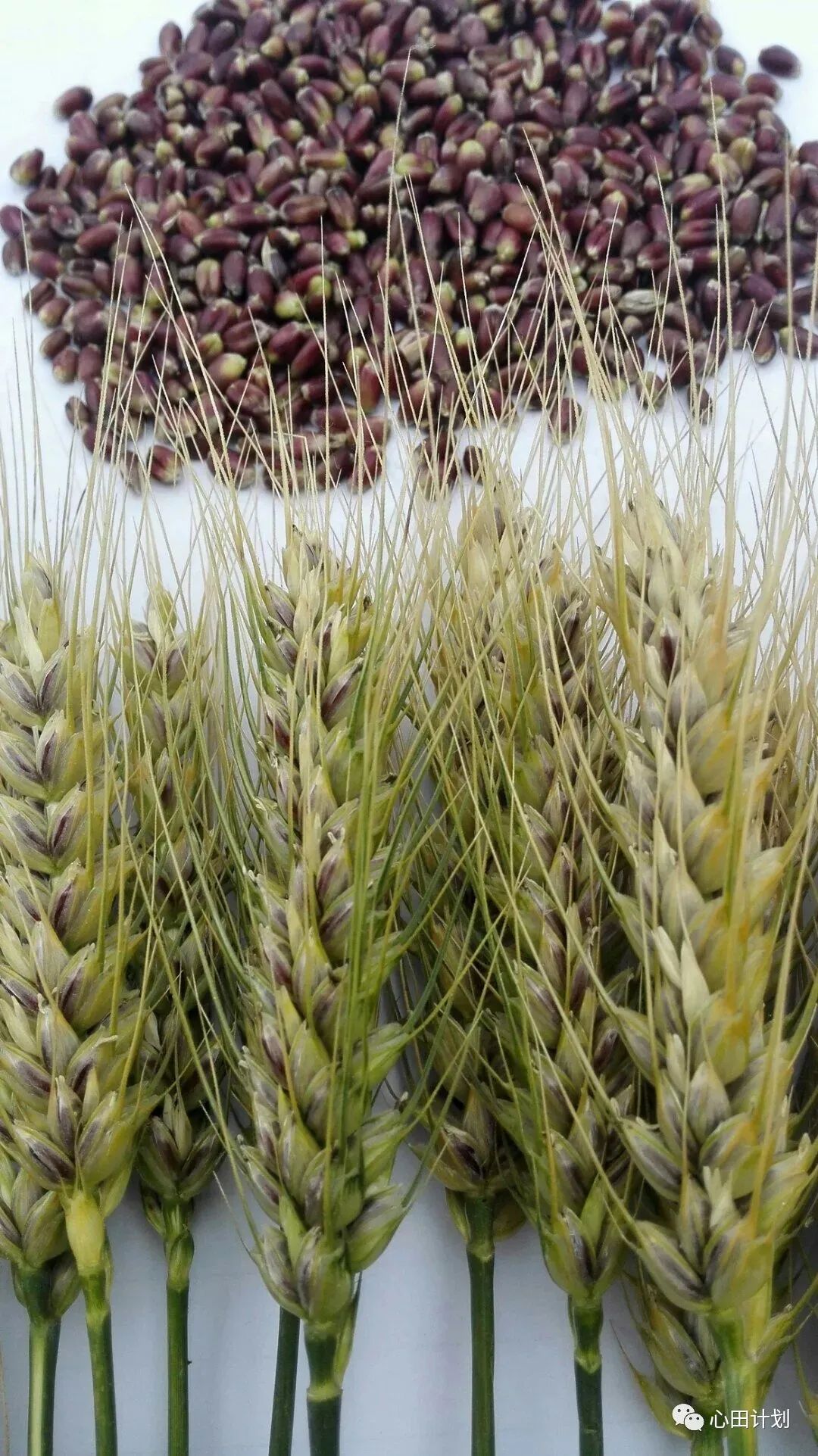 山东滨州“蛙声小镇”创始人闫洪明：用科技升维有机农业