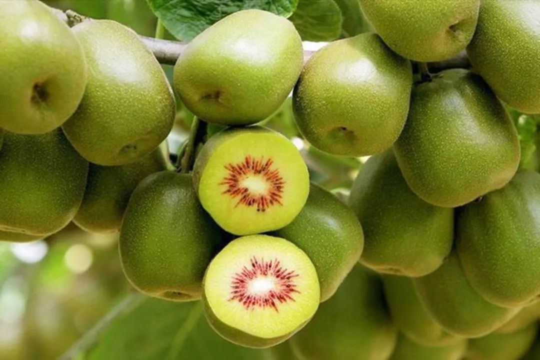 什么品种猕猴桃硬的也好吃,软枣猕猴桃最甜是哪个品种