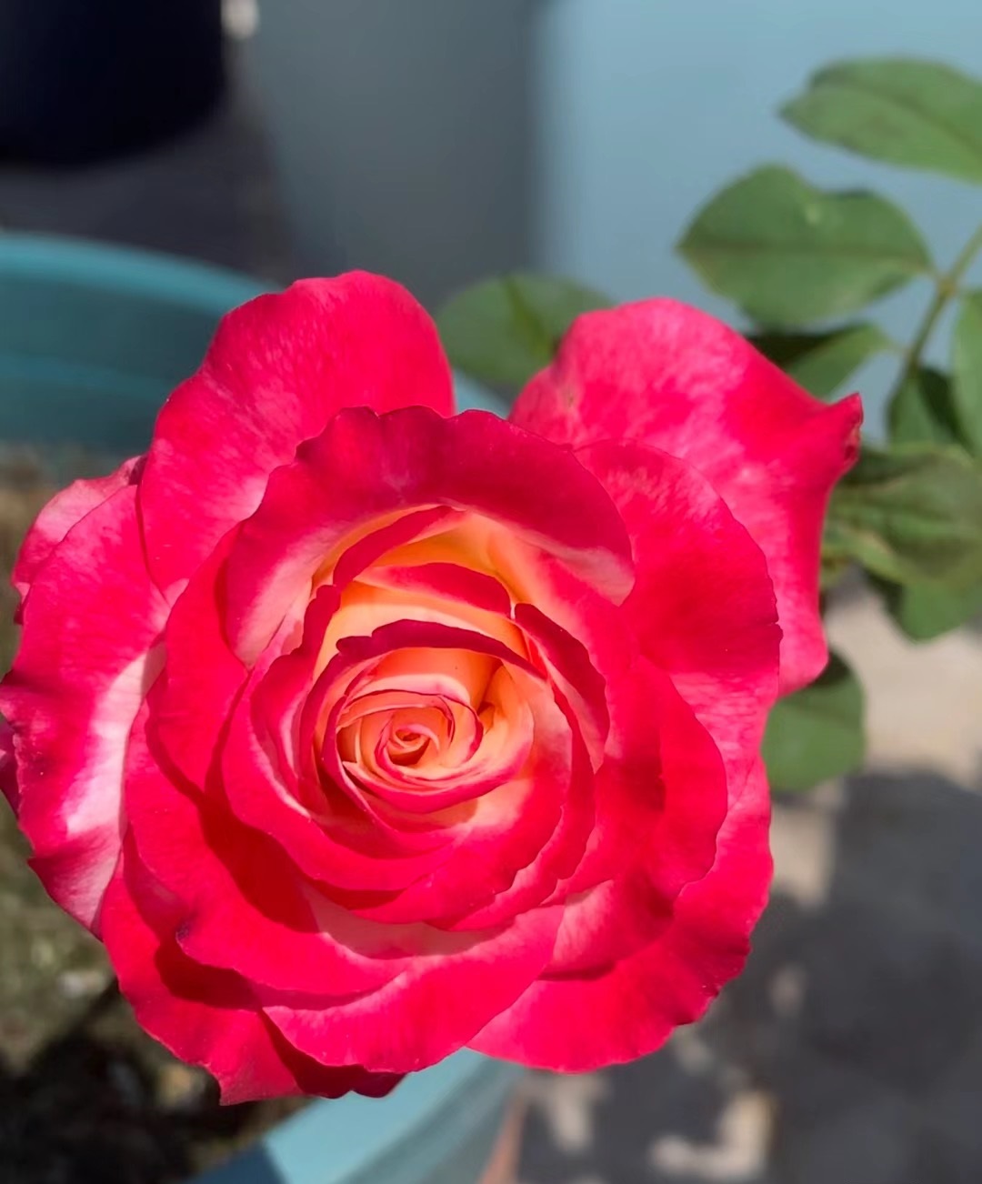 涨势强一年四季开花的月季,月季特大花苞