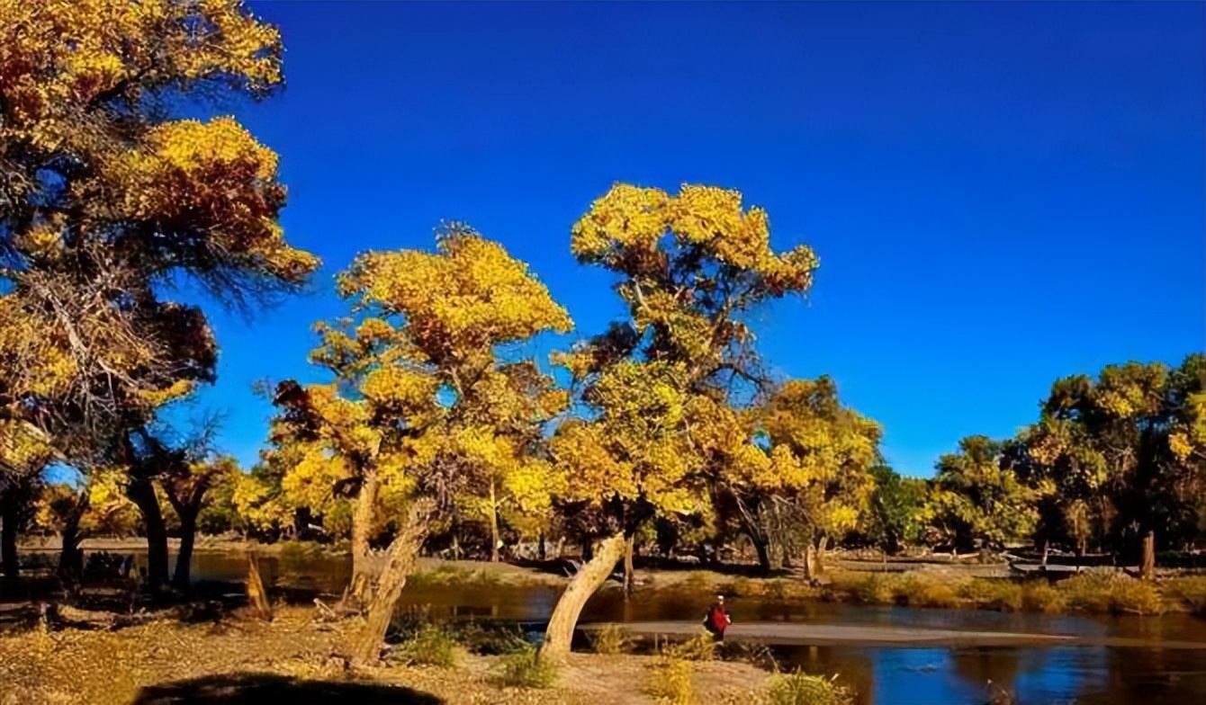 【临夏林草文化】科普篇‖胡杨铁骨千年铸，沧桑燃尽度春秋
