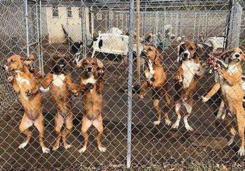 2岁儿童和狗失踪找到了吗,三岁女孩与狗狗一起失踪