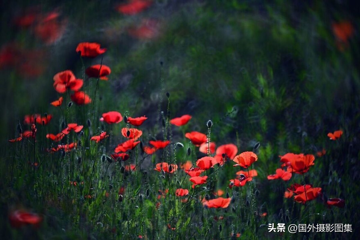 最美的景色秋天照片高清,夏天和秋天的绝美照片