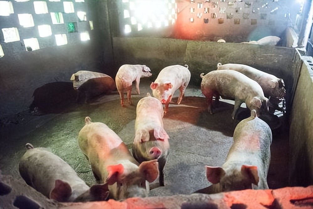 饲料中霉菌毒素对猪有什么危害,饲料毒素对猪的危害