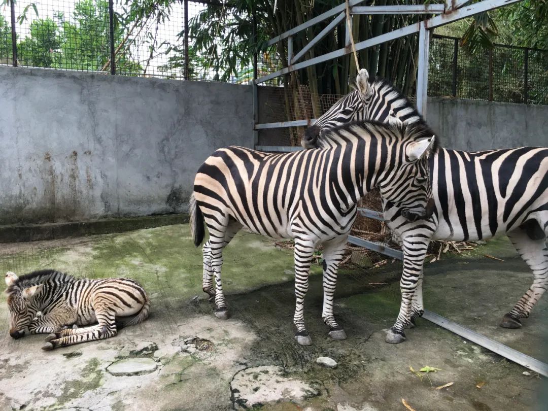 旭光电动车行,旭光车行向阳路