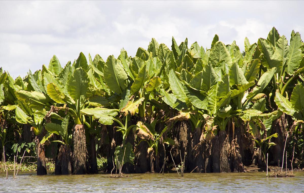 非洲国家种植粮食，为何宁愿大量种芋头，也不种水稻和小麦？
