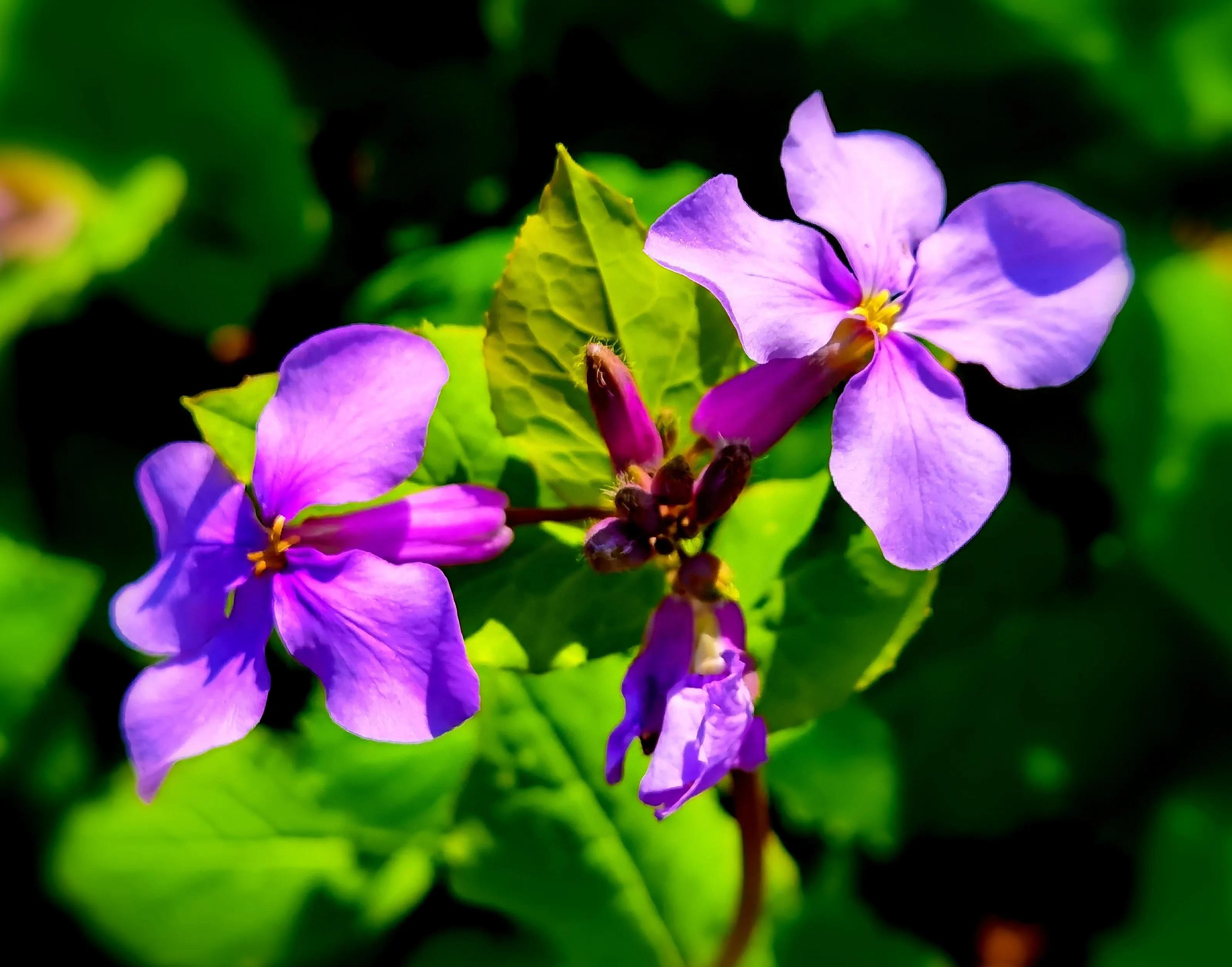100种迷人的“数字花”,从零到一百万,真是太神奇了