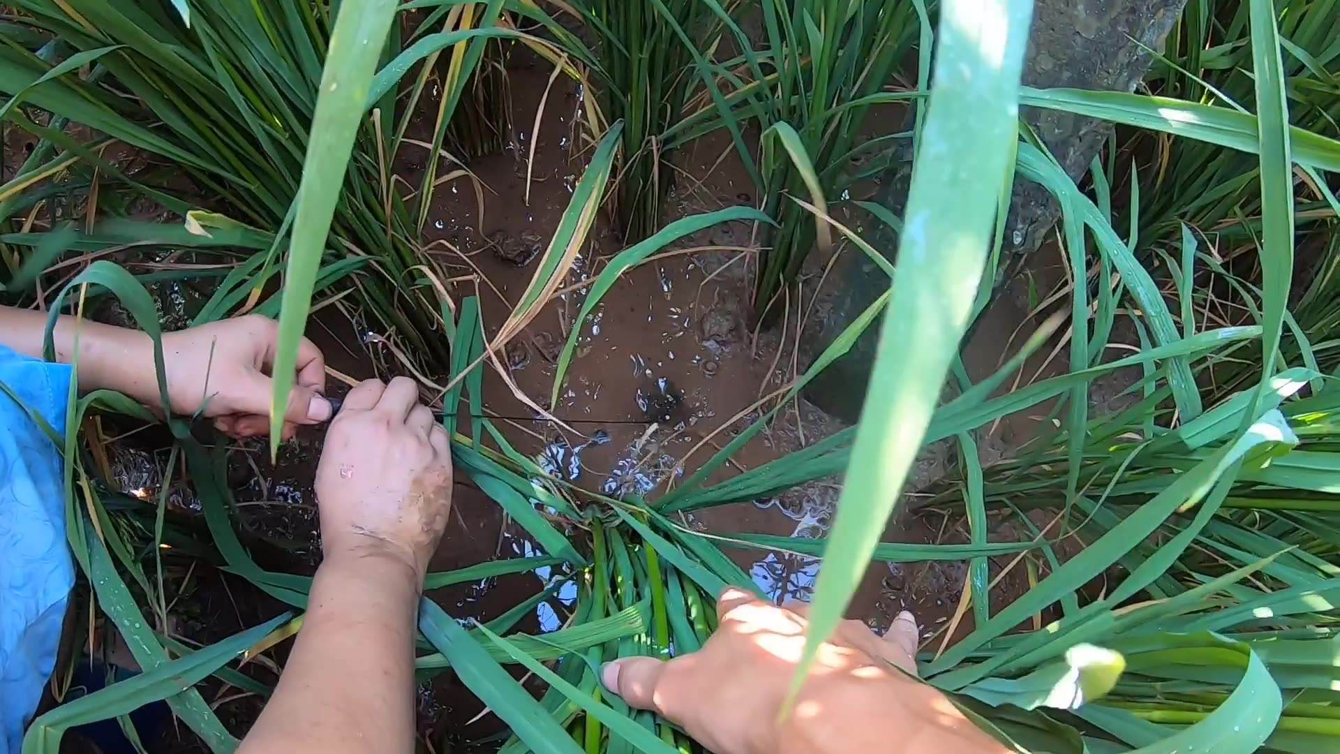 黄鳝的生活习性和繁殖期,黄鳝的生长习性