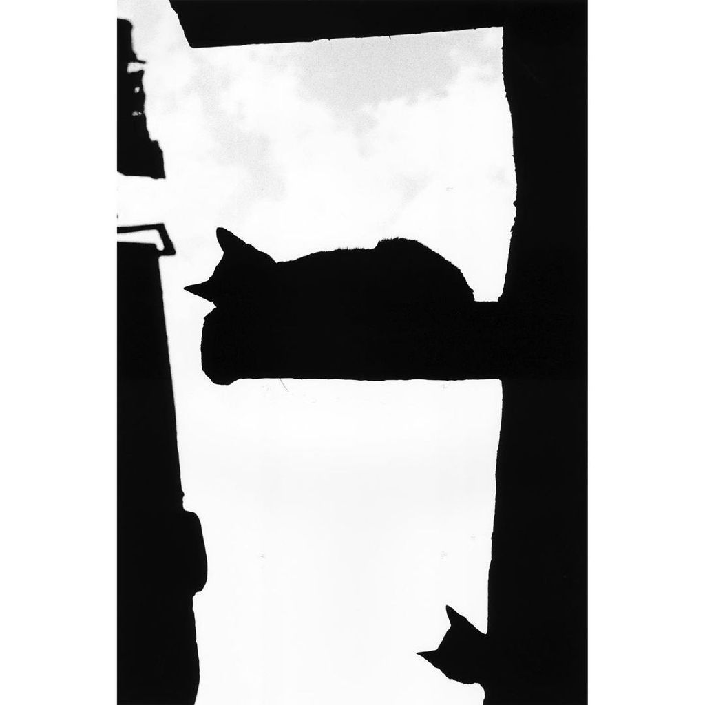 如何提高自己的免疫能力和抵抗力,如何提升自己的免疫力和自愈力