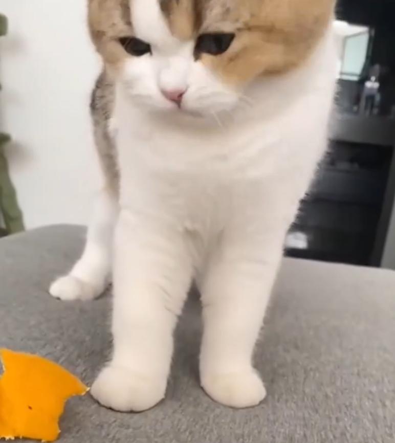 猫咪用橘子皮治什么病,橘络可以给猫吃吗