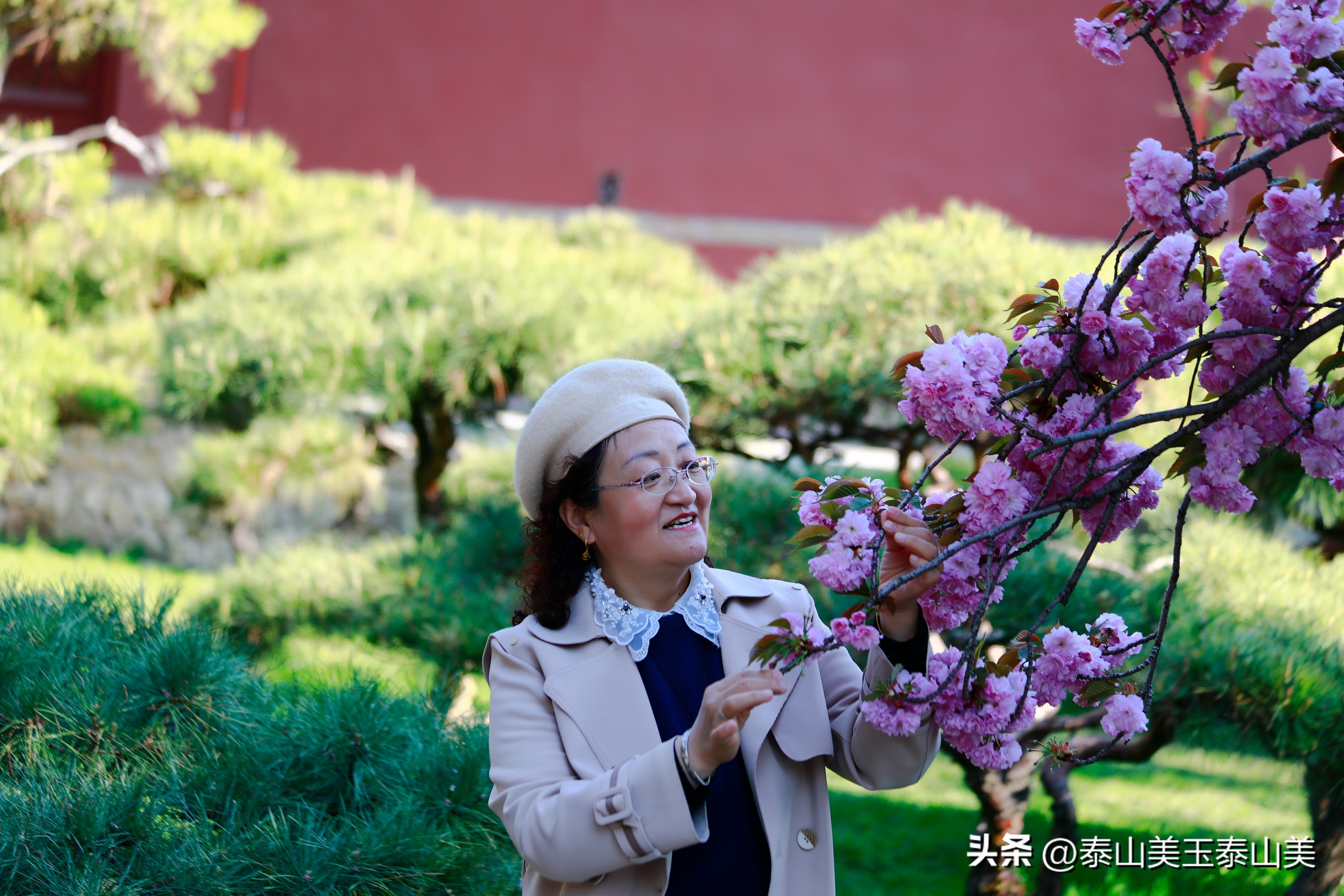 山亭寺沟樱花,定山溪樱花