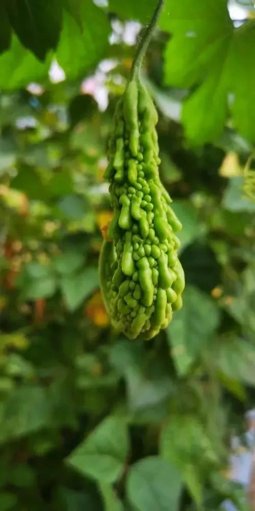 农家蔬菜苦瓜,生鲜蔬菜苦瓜