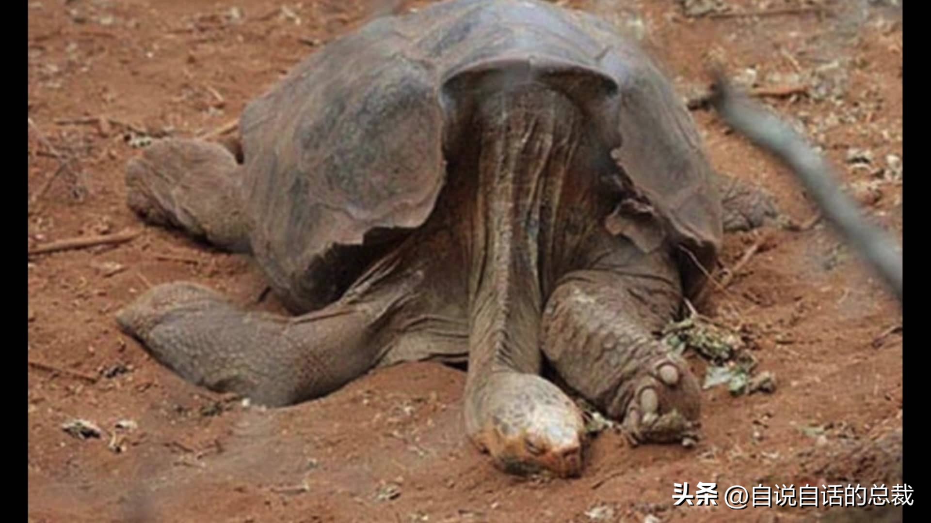 龟蛇大战巨龟视频,罕见别致的龟蛇大战