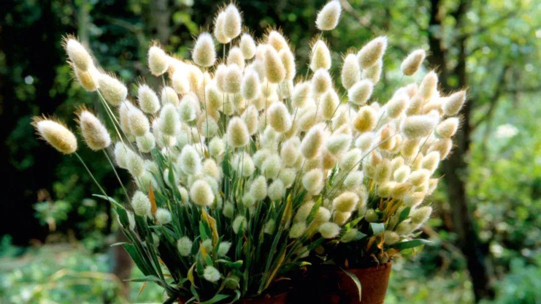 Nice兔meetyou,“属兔”的植物你知道多少?