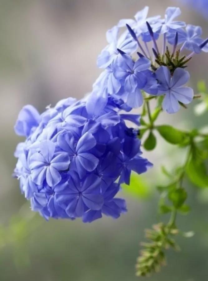 生长在衣服上的雪花,生长在热带草原的植物