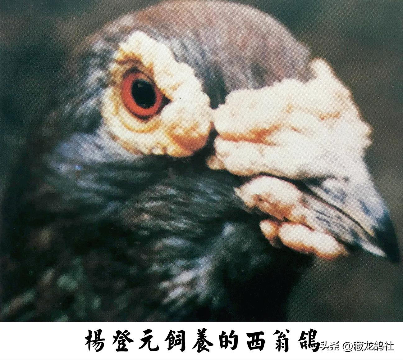 当杨登元走宝之后——“坏脚雌”和“牛皮阿倪”的故事