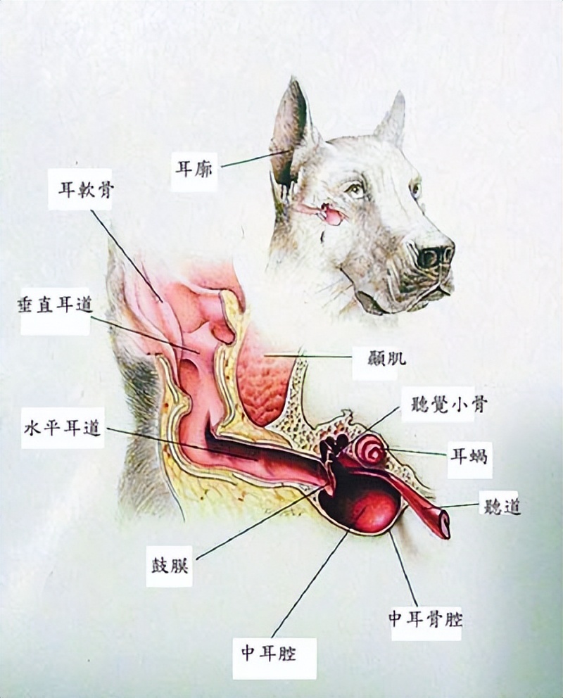 宠物耳部敏感护理需要注意什么,宠物怀孕怎么养猫呢