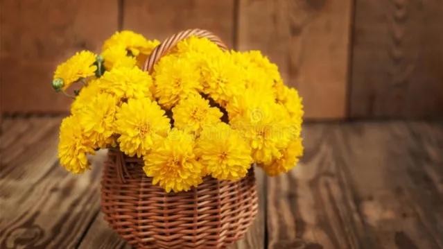 不是花中偏爱菊菊花开尽更无花,不是花中偏爱菊只是花开尽更无花