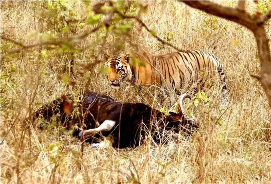 现存体型最大的犀牛白犀牛,独角犀牛最大多重
