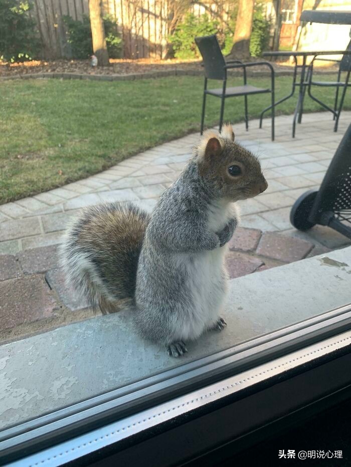 猫咪和鼠鼠的故事,猫和鼠的友谊真实故事