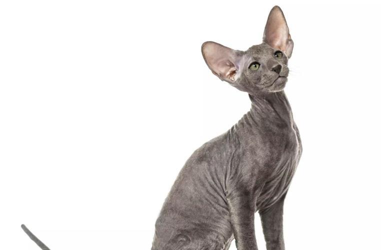 纯种猫咪有哪些颜色,纯种宠物猫有哪些品种