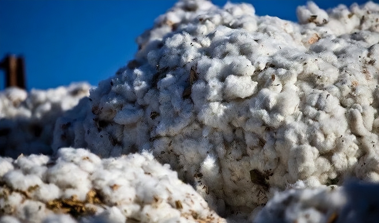 试述中亚种植棉花的有利条件 (19世纪初期哪个国家对棉花有需求)