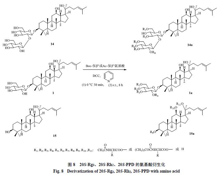 人参皂苷类化合物,人参皂苷结合物