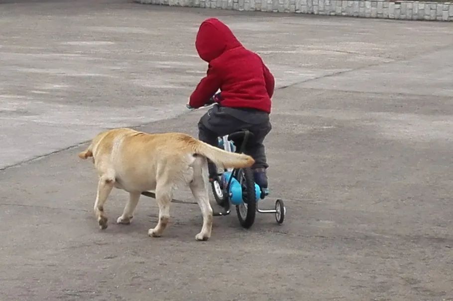 江苏省唯一一名警犬工作岗位硕士研究生与他爱犬“小虎”的故事