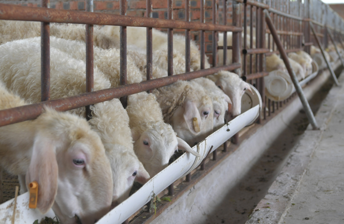 广安区苟溪村幸福农场：念活“养殖经”拓宽“致富路”